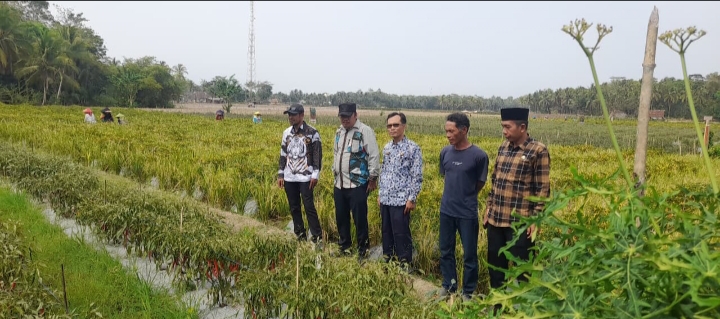 Camat Wanasalam Monitoring Panen Cabai BUMDes Katapang, Dorong Potensi Ekonomi Desa