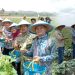 Desa Clumprit Malang Luncurkan Program Desa Berdaya, Resmikan Wisata Petik Sayur Fresh Farm